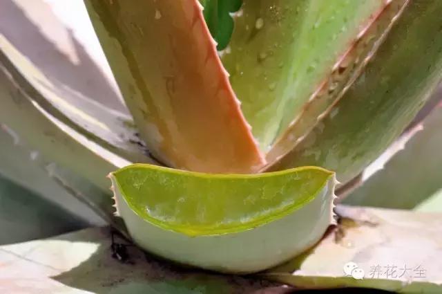 新栽培的芦荟为什么一点点黄叶,还在为植物长不出根系感到烦恼吗