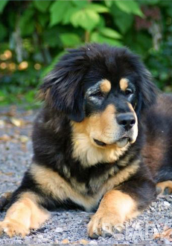 王者藏獒,藏獒的品种介绍