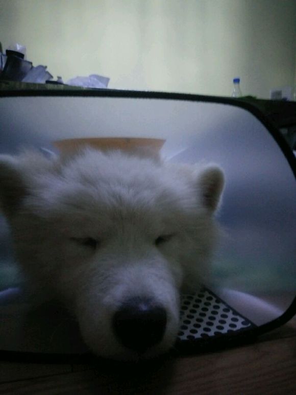 在诸暨市捡到一只萨摩耶,捡了一只萨摩耶怎么看有没有病