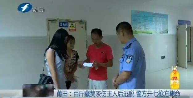 藏獒打架咬死狗,五分钟罕见藏獒打架