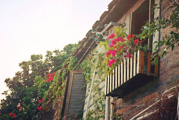 有哪些好听的花儿,好看花儿的名字有哪些