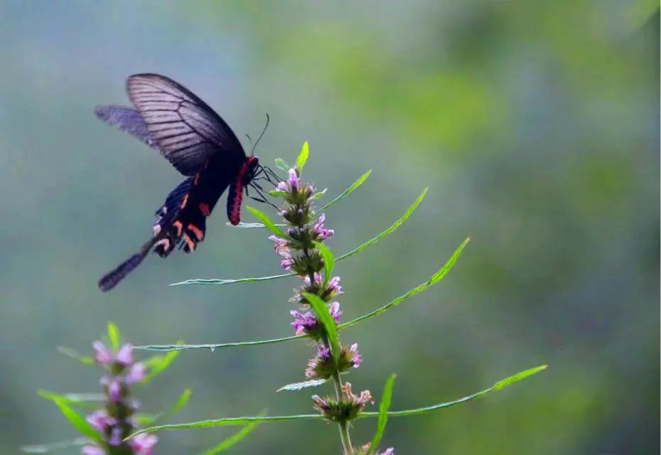 淄川区太河镇池板村近况,不可错过的绝美古村落石潭村