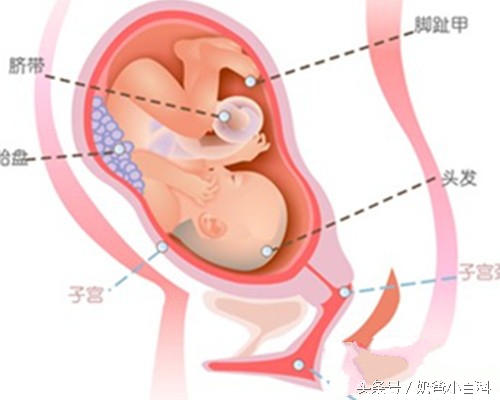 胎停后再次怀孕保胎成功案例,胎停4次成功怀孕了还能顺利吗