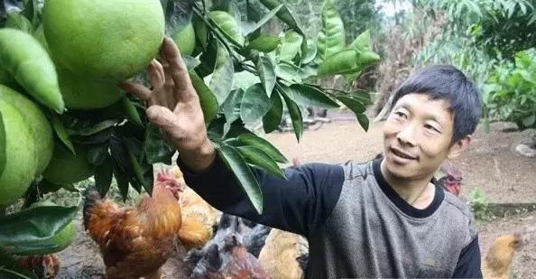 种养结合养鸡场,种养结合养鸡模式是什么