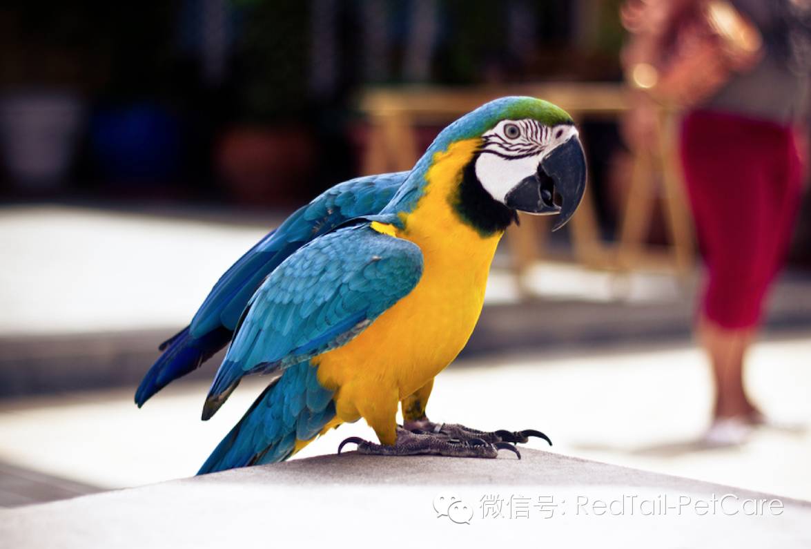 鸟类和鹦鹉的十大危险状况