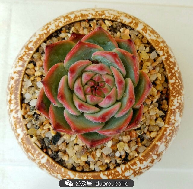 灰姑娘变公主！吉娃娃，一棵高傲的大！普！货！