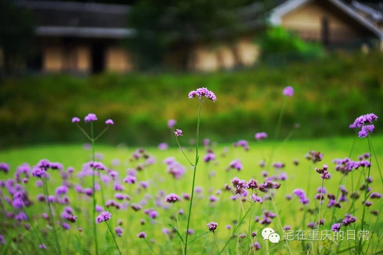 山谷飞来金凤凰,綦江横山凤凰谷怎么去