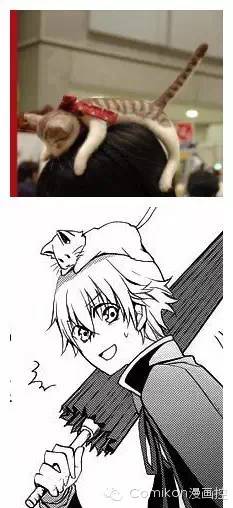 可爱猫咪戴着发箍,可爱的猫咪发箍