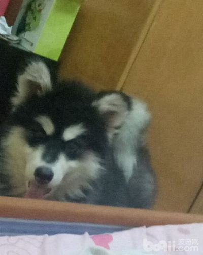 阿拉斯加狗瘟可以自愈吗,阿拉斯加得了狗瘟怎么办