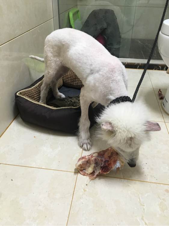 路边捡到一只萨摩耶,捡到萨摩耶有狗癣