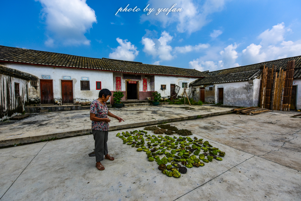 丝路奇迹:观围屋之典范,赏苏铁之传奇
