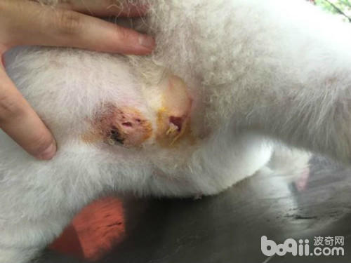 带柴犬去公园被萨摩咬,萨摩被比特犬咬后续