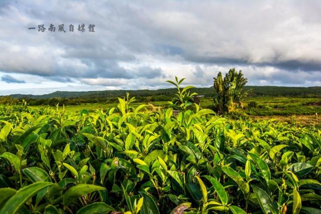毛里求斯春节攻略,毛里求斯岛旅游的最佳季节