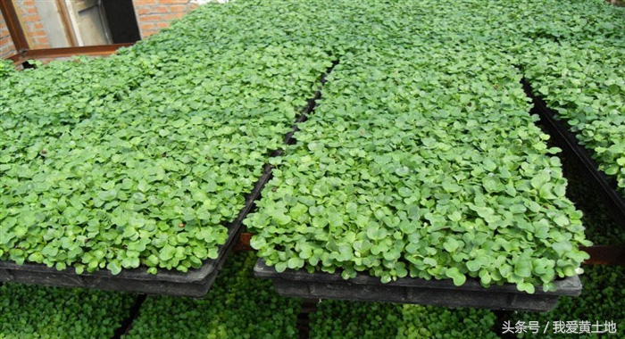 南瓜芽苗菜的种植技术和方法,室内芽苗菜种植技术靠谱吗