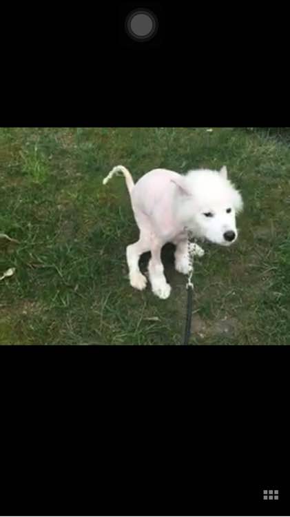 路边捡到一只萨摩耶,捡到萨摩耶有狗癣