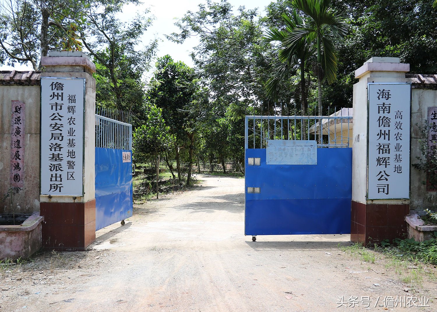 菠萝蜜是什么味道的怎么形容,菠萝蜜没什么味道是怎么回事