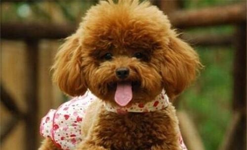 贵宾犬的饲养要点有哪些方面,贵宾犬成犬的护理知识