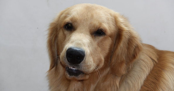 大金毛不想吃狗粮,大金毛不吃饭也不吃狗粮