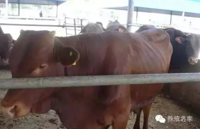 牧草养牛小妙招,种植牛羊专用牧草技术