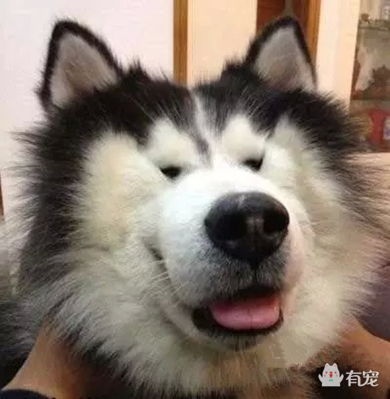 被哈士奇带大的博美,被哈士奇带偏的泰迪