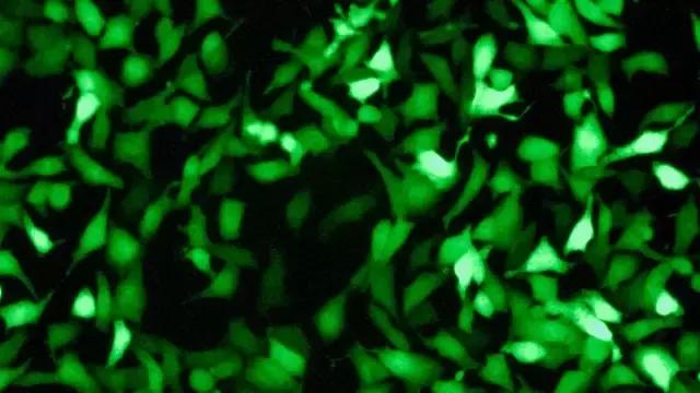 细胞治疗最佳方案,张明徽细胞免疫治疗费用