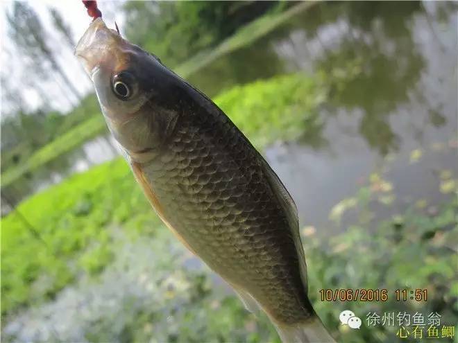 徐州铜山区野钓最新地点,小记野河钓鱼