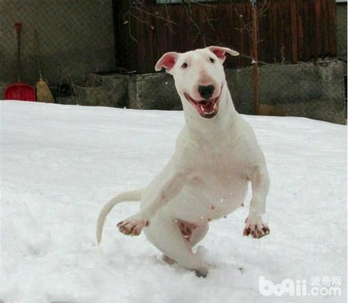 什么狗狗毛发比较软好养,掉毛少好打理的狗狗