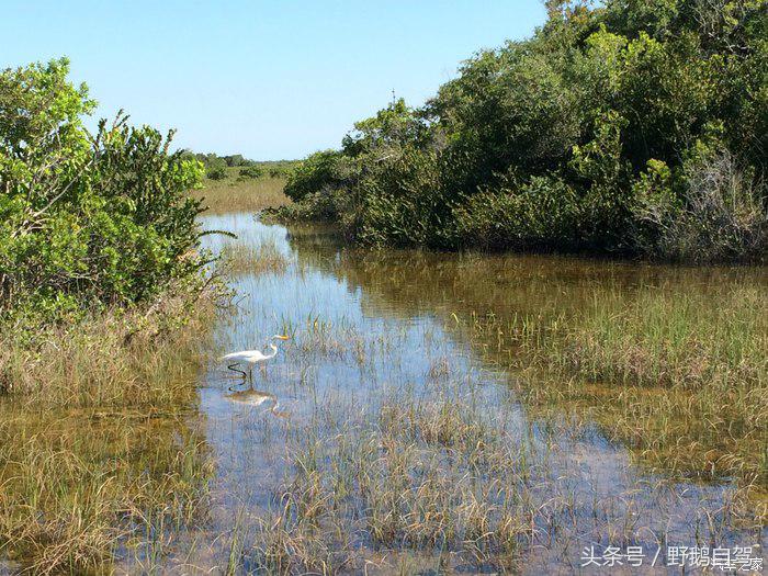 野鹅旅行,野鹅自驾无人区