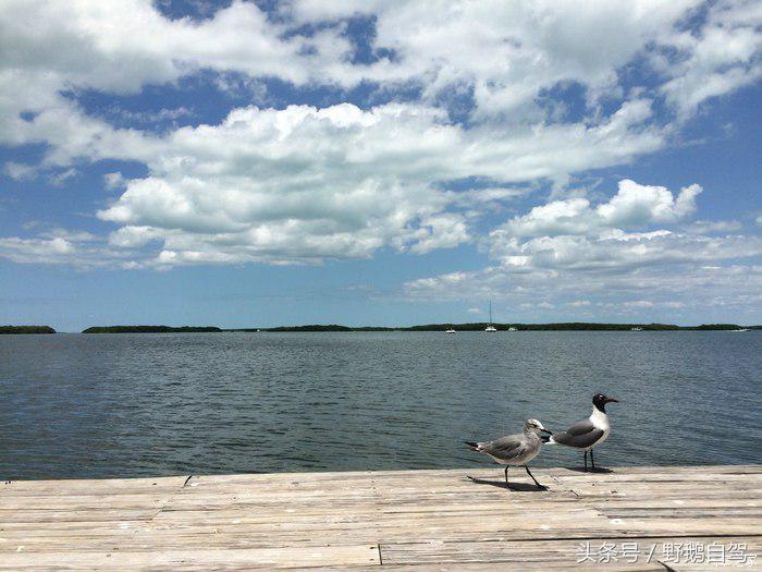 野鹅旅行,野鹅自驾无人区