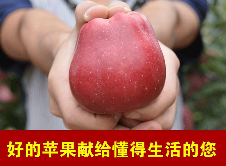 世界四个苹果,世界上有四种苹果