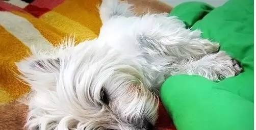 宠物知识狗狗危险信号,宠物知识介绍的意义