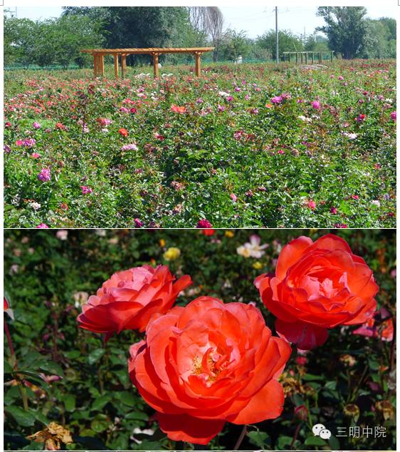疆域风情玛纳斯,玛纳斯冰雪风情旅游季