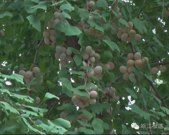 银杏药片对高血压有效吗,银杏叶制剂对高血压的作用