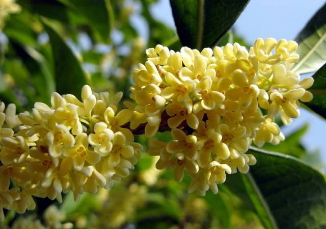 最佳赏桂花地点手绘地图,桂花赏花地图