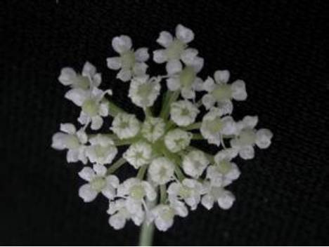 防风野生中药功效,防风功效中药药方