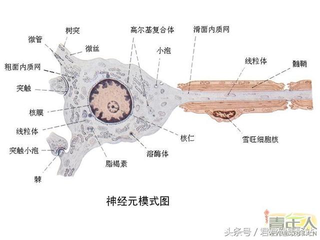 人体自我认知二、人体最高统治者脑细胞