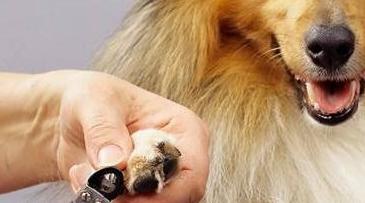 怎么给狗狗剪指甲不乱动,怎么给狗狗剪指甲视频