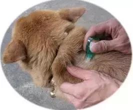 焦虫病死亡周期,焦虫病早期