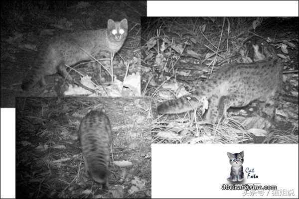 怀柔的北京生活,野性内蒙古