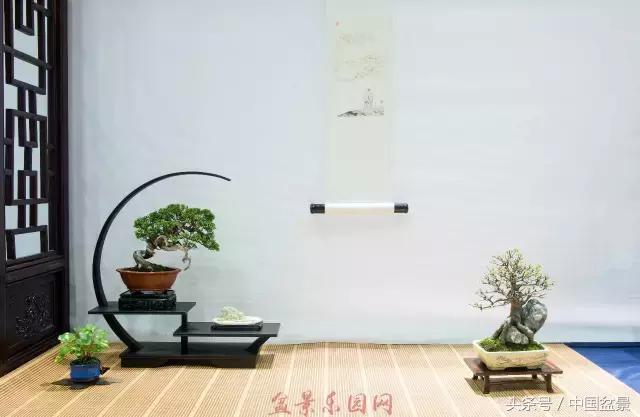 哪些野草适合微型盆景,小品盆景和微型盆景有区别吗