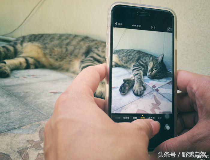 野鹅旅行,野鹅自驾无人区