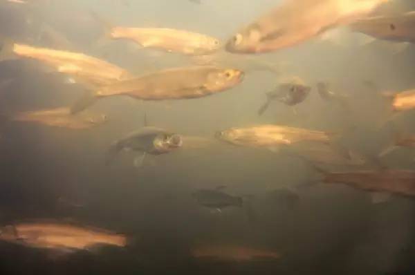 西溪湿地，真的不像表面那么简单！现在就带你去看