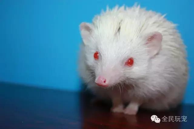 养的小刺猬知道饥饱么,养刺猬的感受