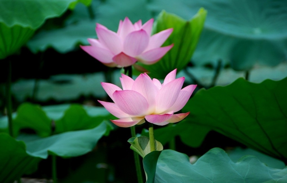 白洋淀一日游自驾游推荐,白洋淀8月自驾攻略