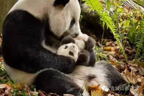 都江堰旅游团一日游攻略图片手绘,都江堰四日游线路推荐攻略