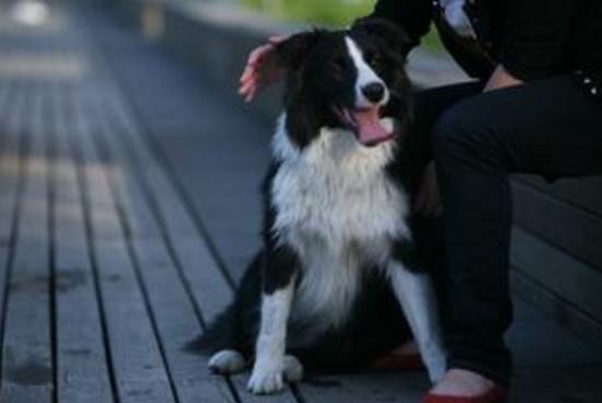 夜间遛狗的注意事项,夜间遛狗边牧怎么办呢