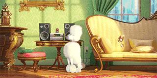 如何选择贵宾犬,贵宾狗怎么挑选