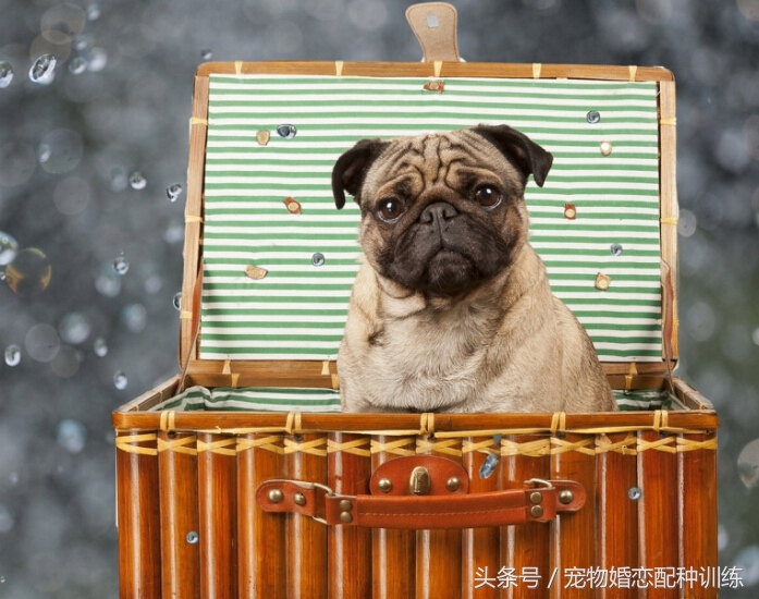 感情丰富、个性开朗，走起路来像拳击手，中国斧头犬