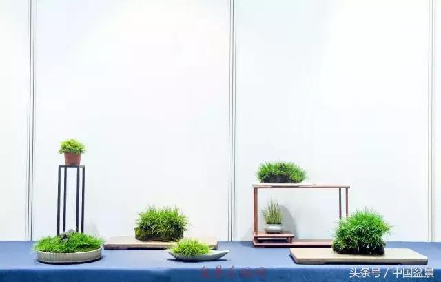 哪些野草适合微型盆景,小品盆景和微型盆景有区别吗