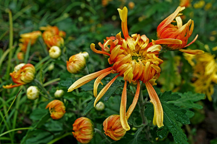 我写一首诗完美地告别九月，打开十月的那扇门